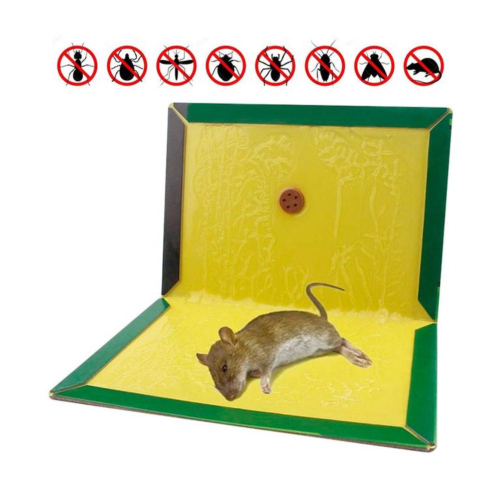 Pega Rata y otros insectos