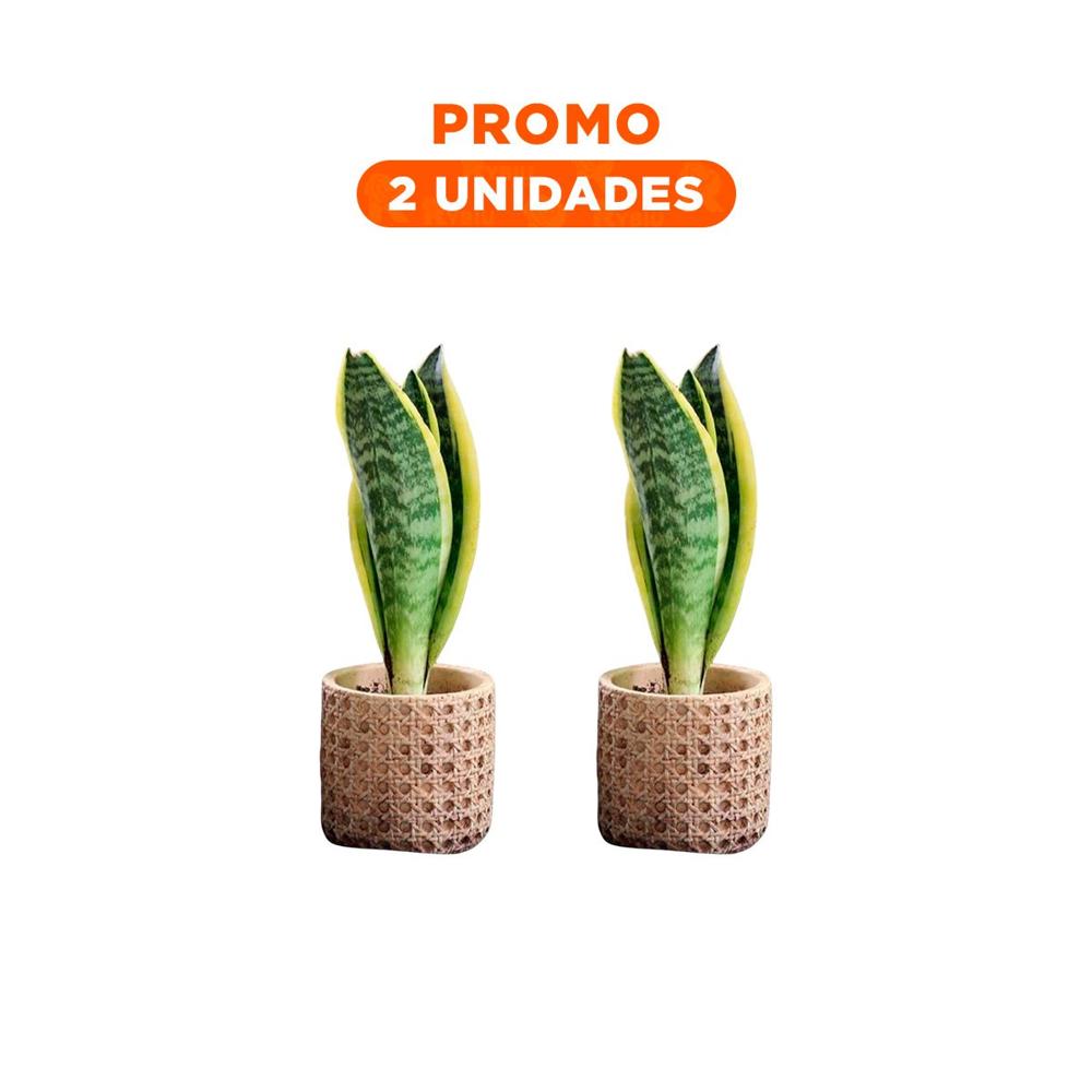 Pack2 Macetero Minimalista Cilindro Cemento Mostaza Tejido Rombos Sala