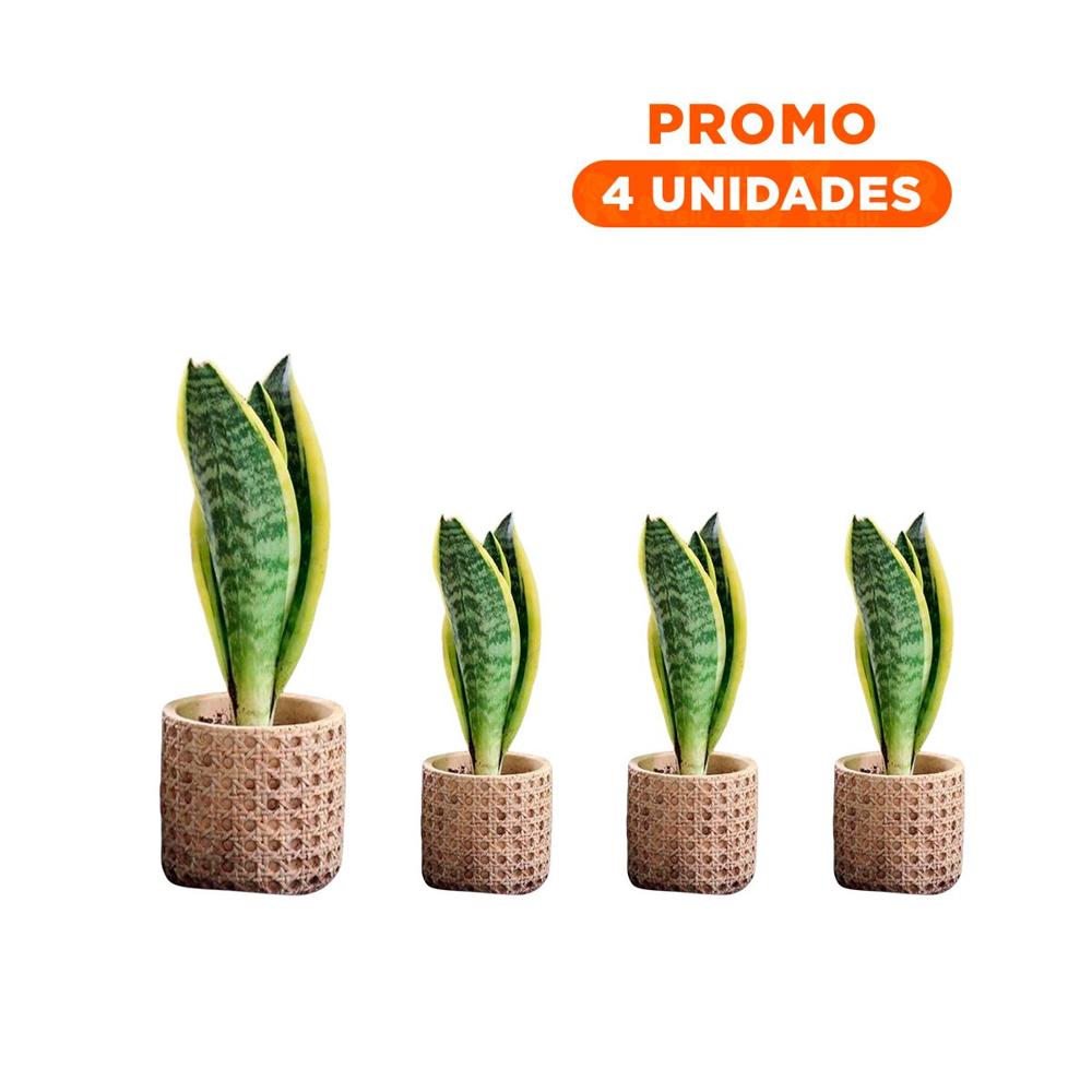 Pack4 Recipiente Minimalista Cilindro Cemento Mostaza Tejido Rombos Plantas Y+Regalo Sticker