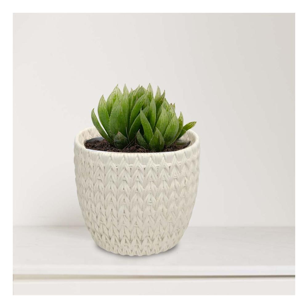 Jardinera Cilindro Curvo Cemento 12x12cm Blanco Tejido V Casa Hogar Y+Regalo Sticker