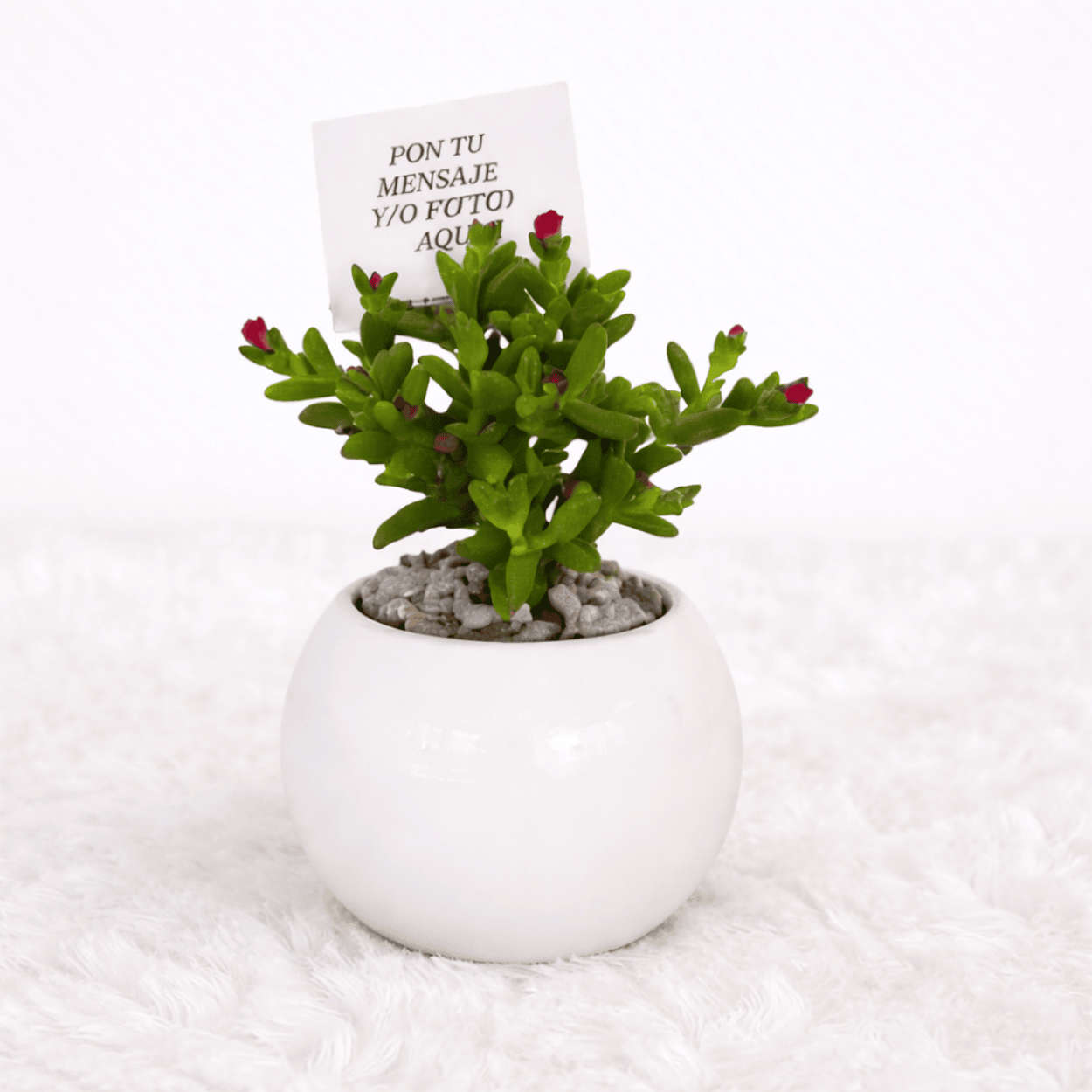 Mini Suculentas - Planta Aleatoria