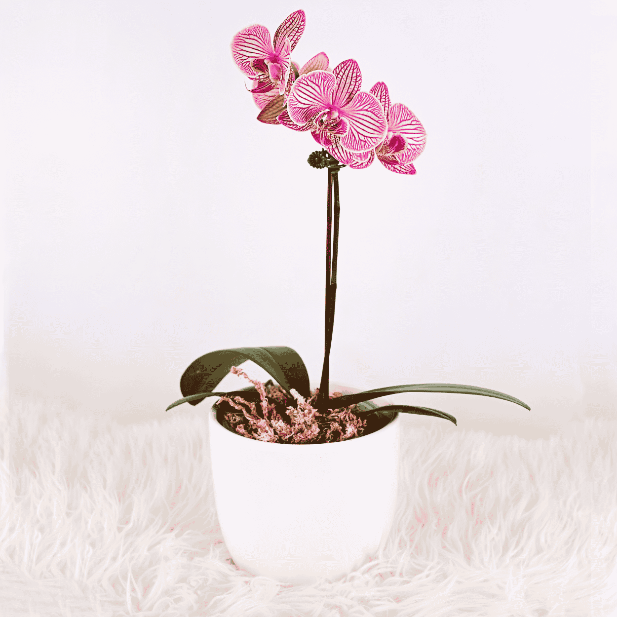 Mini Orquidea con Maceta - Orquidea - Flores naturales