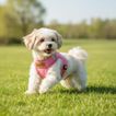 imageUrl_5