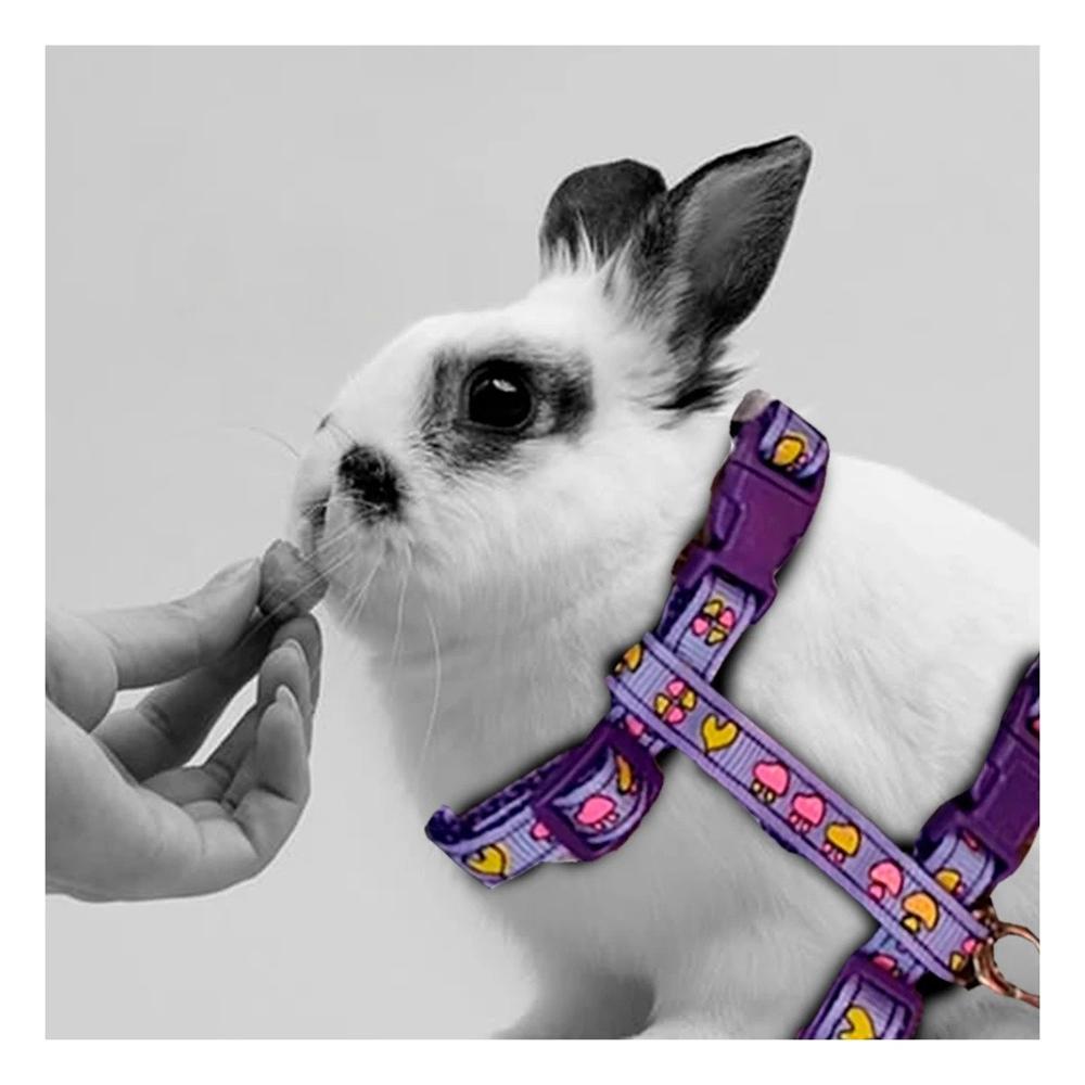 Collar Seguro para Conejo y Gato Delgado Color Lila Y+Ligas Regalo