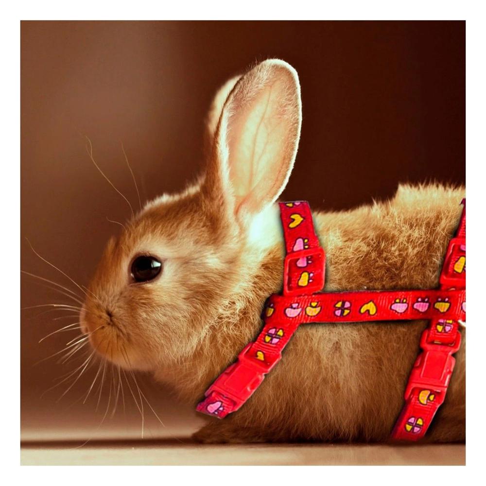 Collar Resistente para Conejo y Gato Delgado Rojo