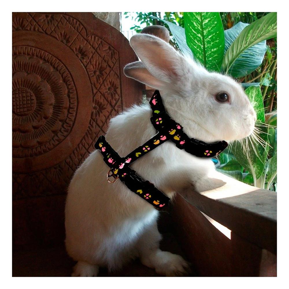 Collar Seguro para Conejo y Gato Delgado Color Negro Y+Ligas Regalo