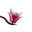 imageUrl_2