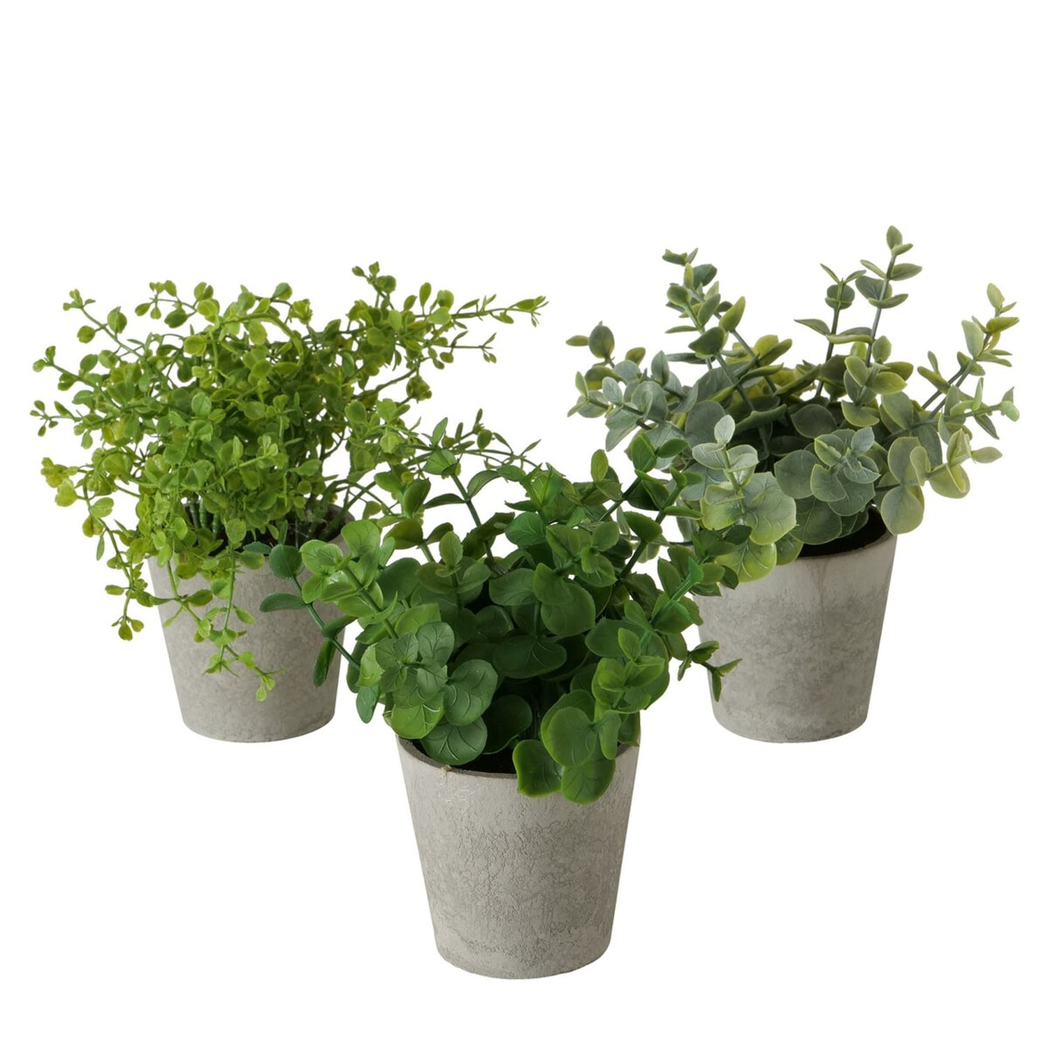 Planta Pot Eucalipto 18 Cm