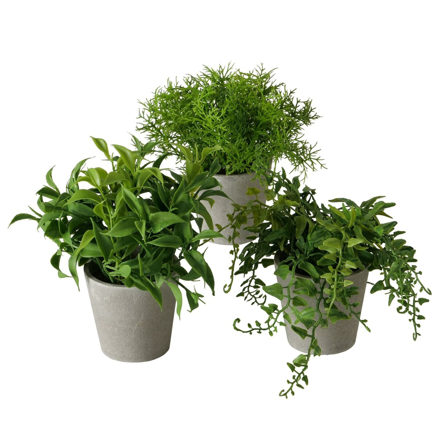 Planta Pot Fern 17 Cm