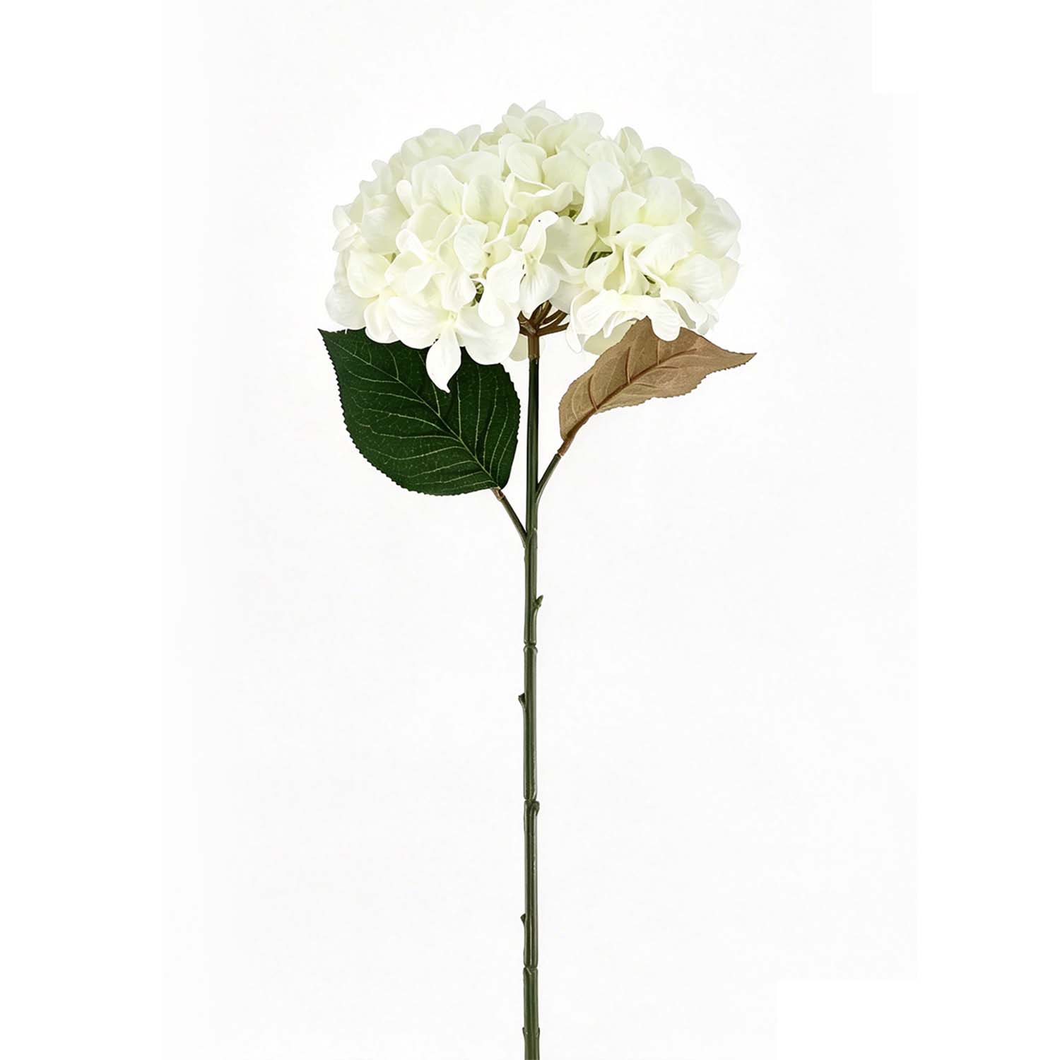 Hortensia Blanca 56Cm