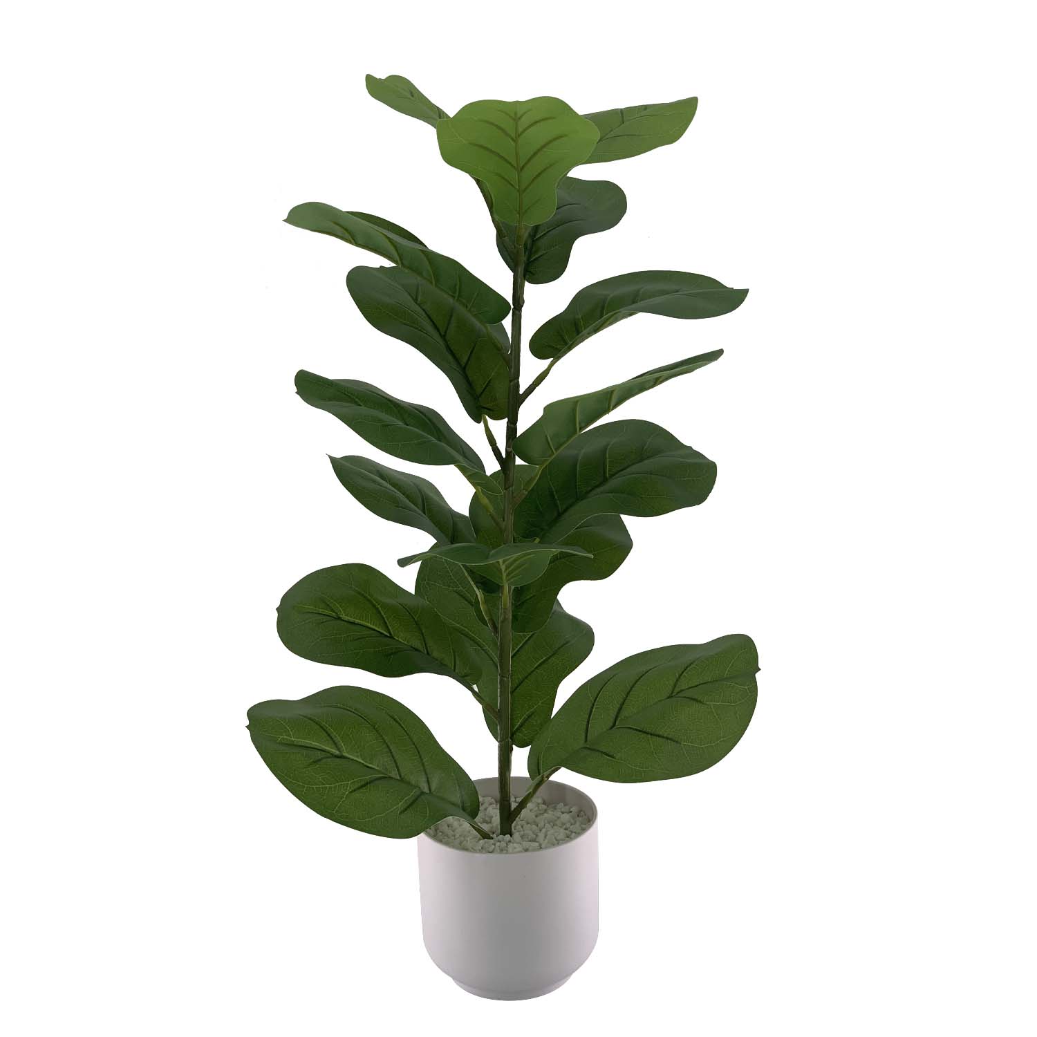 Planta Ficus 75Cm