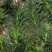 imageUrl_5