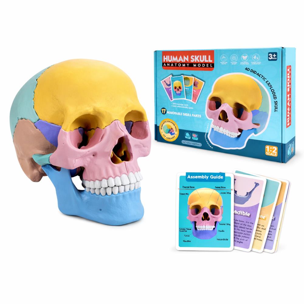 Cráneo Didáctico - Juego Educativo