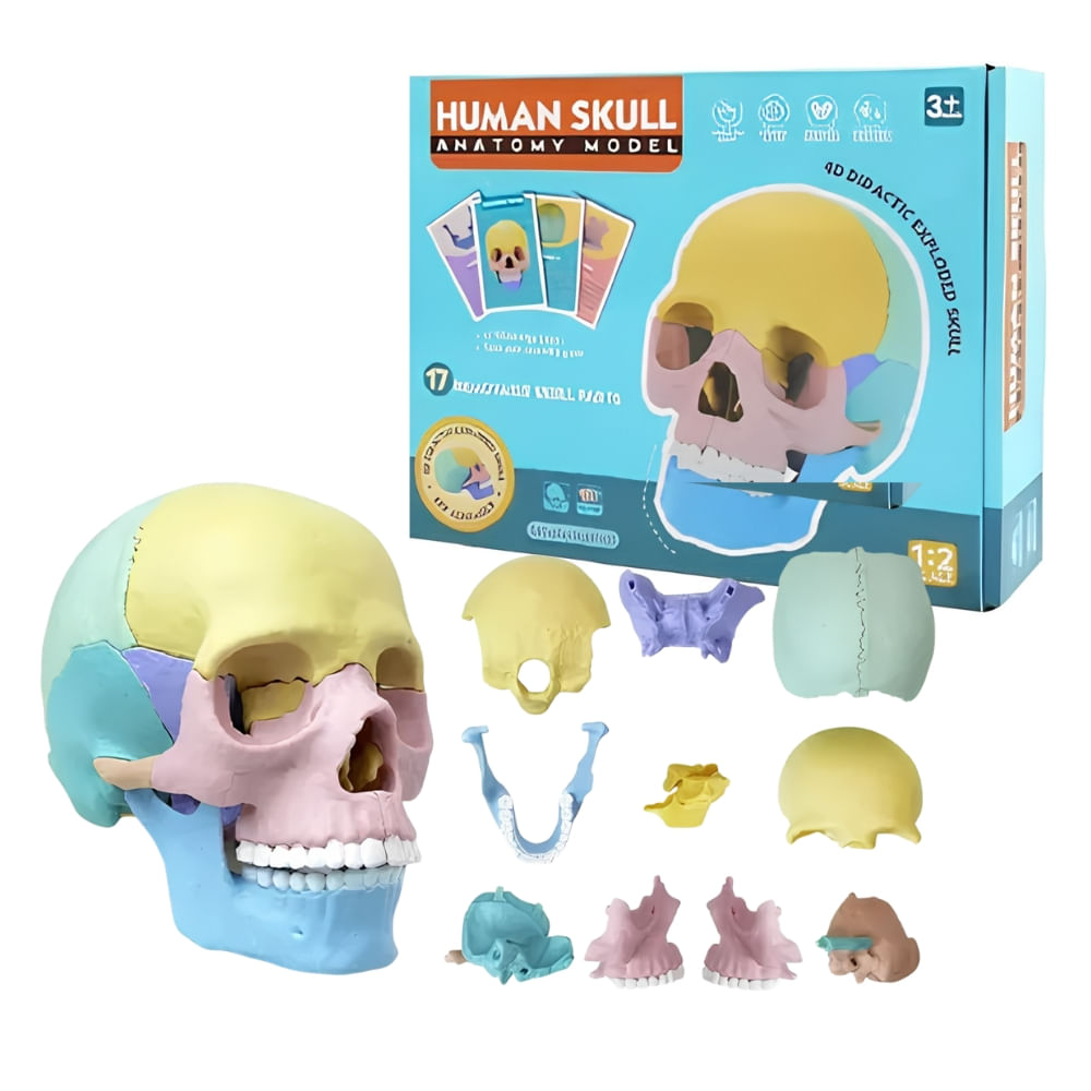 Juegos educativos del Cráneo humano 4D desmontables 17 piezas