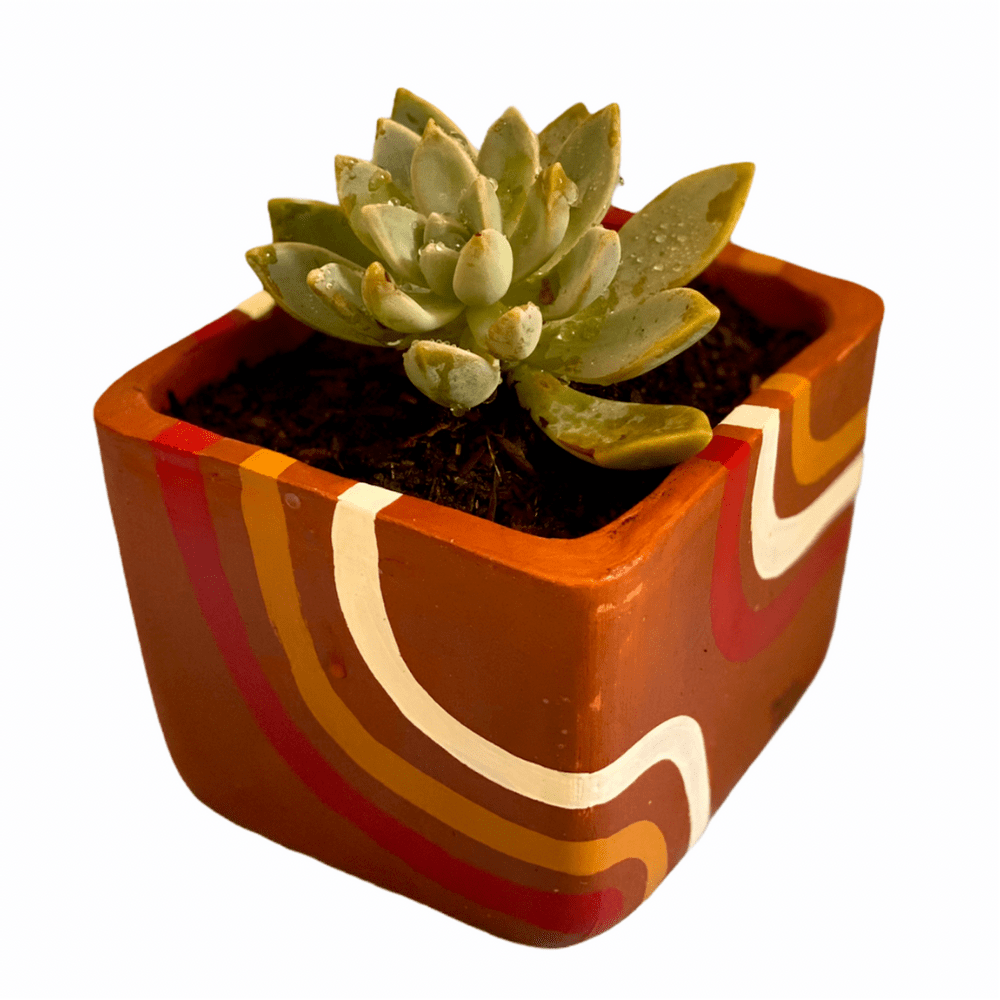 Maceta con Diseno Exclusivo y Planta