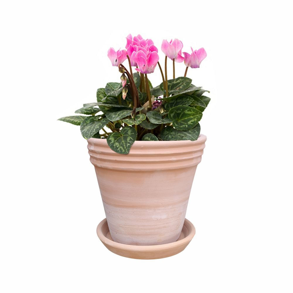 Maceta Anillado Terrapots Ø27x25h cm + Plato