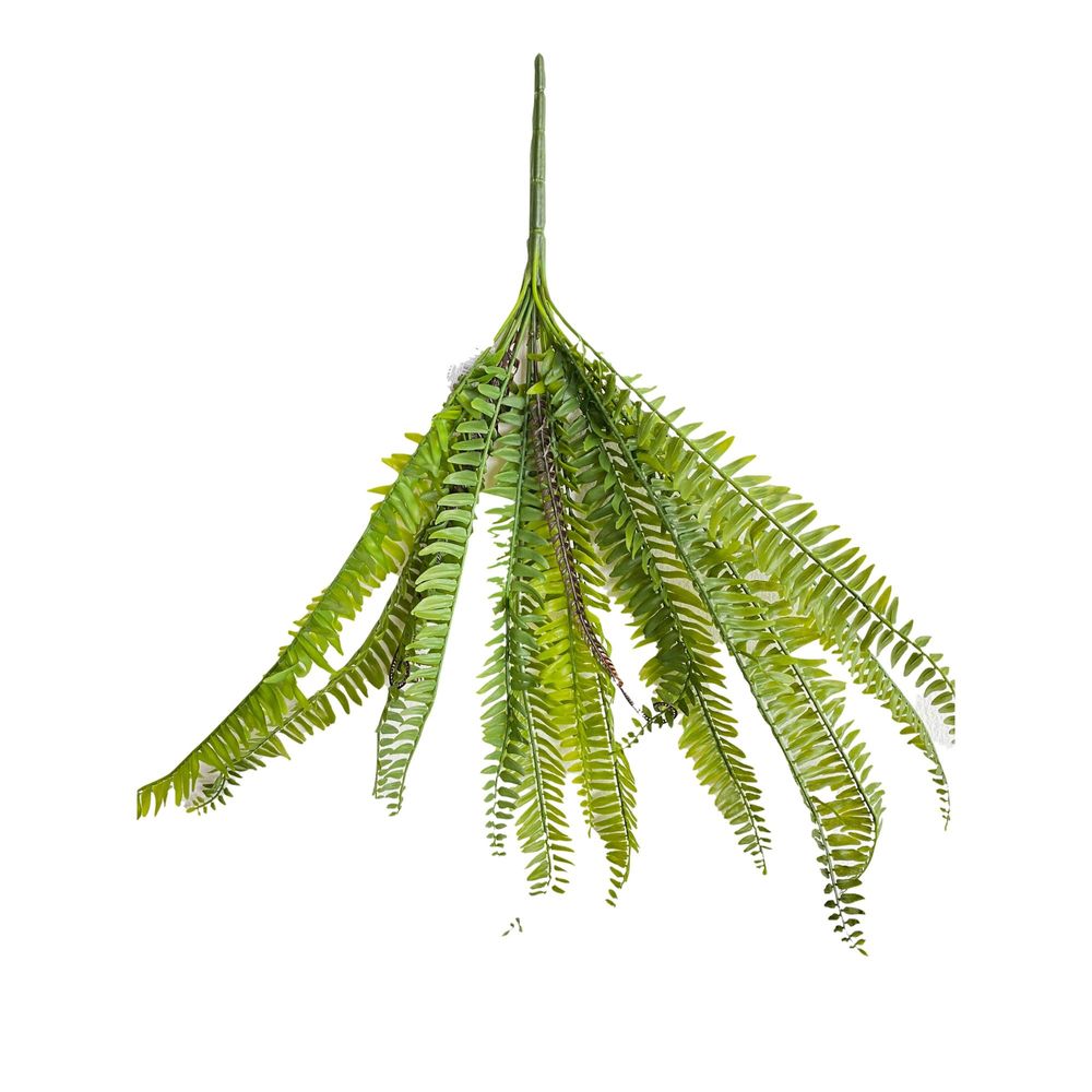 Helecho Floripa Sy17001