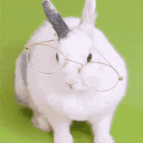 Otras mascotas